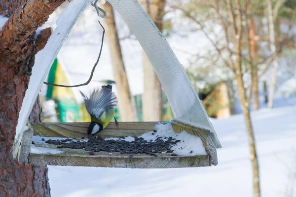 Une Mangeoire Oiseaux Accrochée Arbre Dans Cour Village — Photo