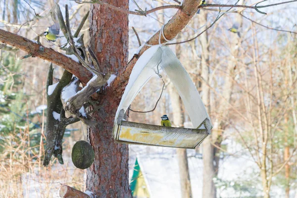 A bird feeder hangs on a tree in the village yard