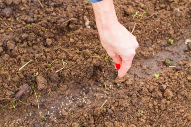 Genç bir kadın bahçıvan baharda bir seraya tohum eker.