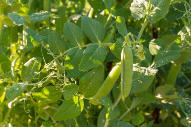 Yeşil bezelye kabukları yazın bahçede büyür.