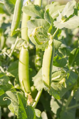 Yeşil bezelye kabukları yazın bahçede büyür.