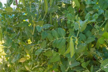 Yeşil bezelye kabukları yazın bahçede büyür.