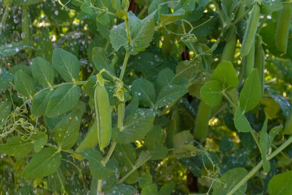 Grüne Erbsenschoten Wachsen Sommer Garten Stockfoto