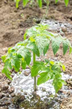 Domates fideleri yazın bir serada bahçede yetişir.