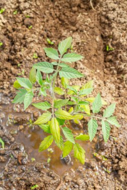 Domates fideleri yazın bir serada bahçede yetişir.