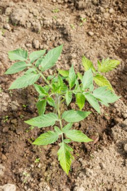 Domates fideleri yazın bir serada bahçede yetişir.