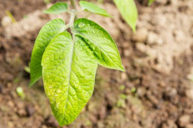 Domates fideleri yazın bir serada bahçede yetişir.