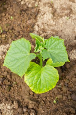 Salatalık fideleri yazın serada, bahçede yetişir.