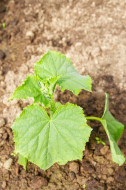 Salatalık fideleri yazın serada, bahçede yetişir.