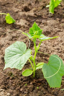 Salatalık fideleri yazın serada, bahçede yetişir.