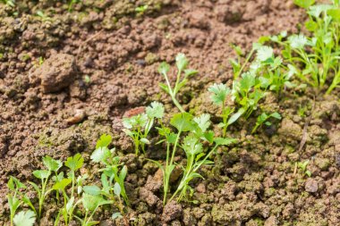 Bahçede maydanoz yetişir Yazın serada