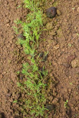 Bahçede maydanoz yetişir Yazın serada