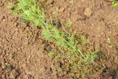 Bahçede maydanoz yetişir Yazın serada