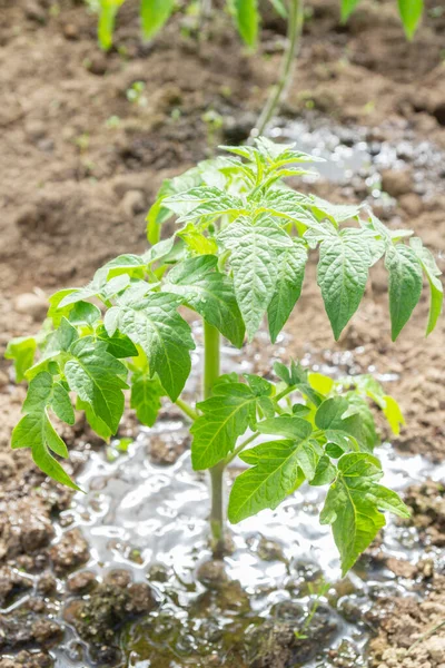 Domates fideleri yazın bir serada bahçede yetişir.