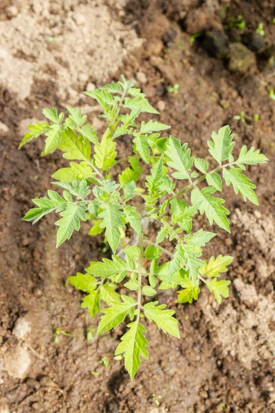 Domates fideleri yazın bir serada bahçede yetişir.