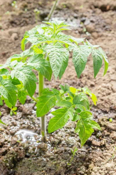 Domates fideleri yazın bir serada bahçede yetişir.