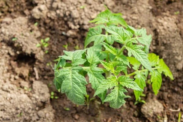 Domates fideleri yazın bir serada bahçede yetişir.