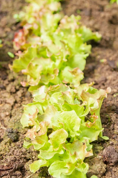 Lettuce Leaves Grow Garden Summer Greenhouse — Stock Photo, Image