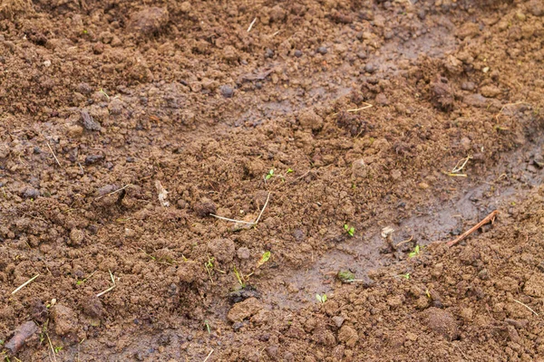 Земельный Участок Теплице Посадки Семян Весной — стоковое фото