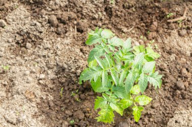 Domates fideleri yazın bir serada bahçede yetişir.