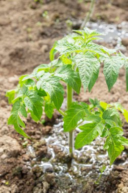 Domates fideleri yazın bir serada bahçede yetişir.