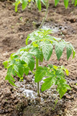 Domates fideleri yazın bir serada bahçede yetişir.