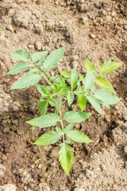 Domates fideleri yazın bir serada bahçede yetişir.