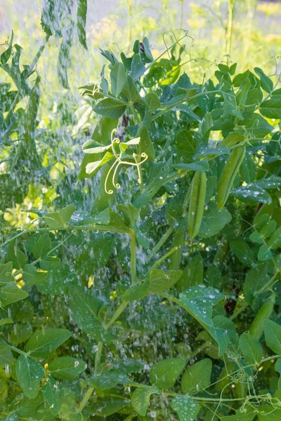 Green Pea Pods Grow Summer Garden — Stock Photo, Image