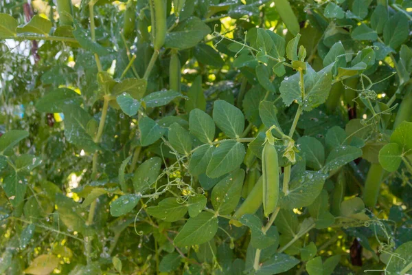 Cialde Piselli Verdi Crescono Estate Giardino — Foto Stock