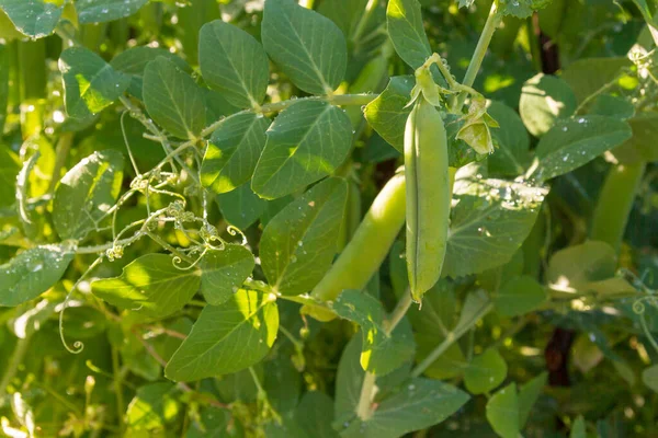 Vagens Ervilha Verde Crescem Verão Jardim — Fotografia de Stock