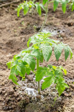 Domates fideleri yazın bir serada bahçede yetişir.