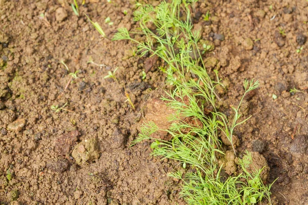 Parsley grows in the garden in the summer in the greenhouse