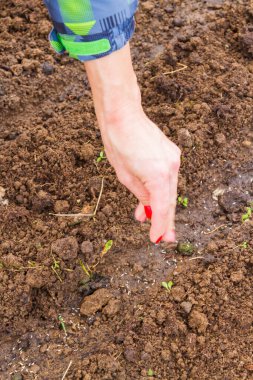 Genç bir kadın bahçıvan baharda bir seraya tohum eker.