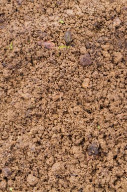 İlkbaharda tohum ekmek için seraya arazi.