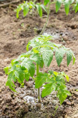 Domates fideleri yazın bir serada bahçede yetişir.