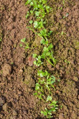 Bahçede maydanoz yetişir Yazın serada