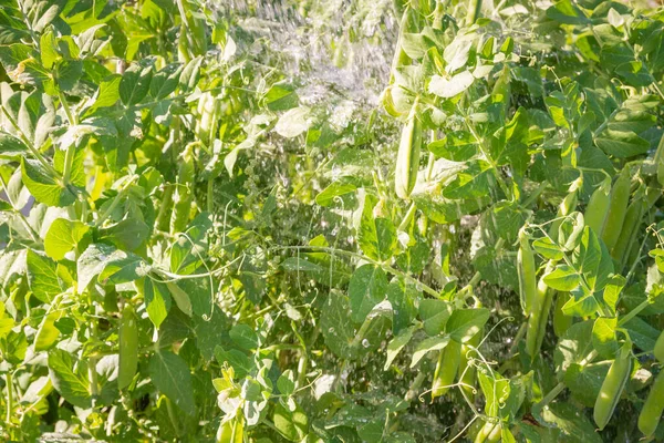 Yeşil Bezelye Kabukları Yazın Bahçede Büyür — Stok fotoğraf