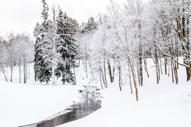bir nehir kış Park'taki ördekleri ile
