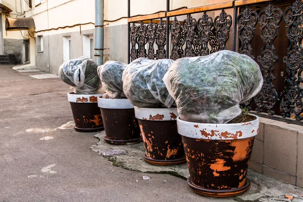 Street potted plant — Stock Photo, Image