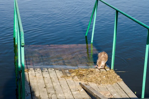 Nutria på en träbrygga — Stockfoto