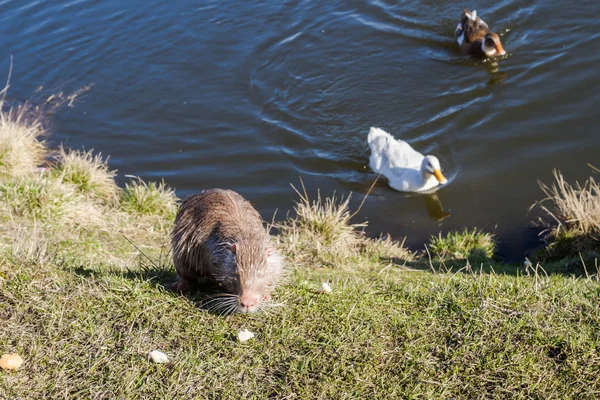 Nutrie s kachny na farmě nedaleko rybníka — Stock fotografie