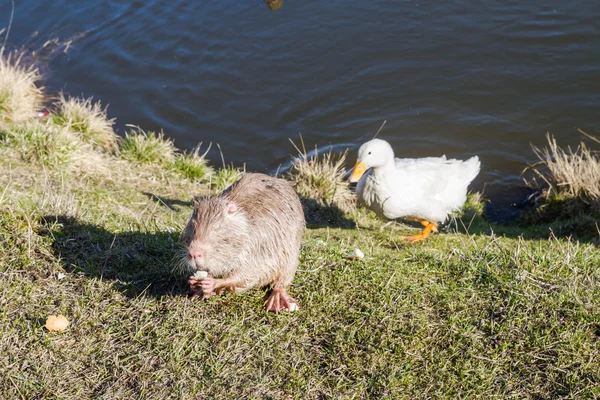 Nutria with ducks on a farm near the pond — Stock Photo, Image