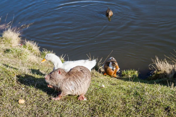 Nutria with ducks on a farm near the pond — Stock Photo, Image