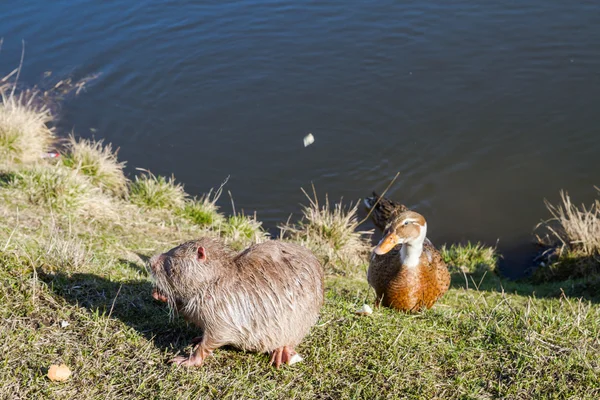 Nutria with ducks on a farm near the pond — Stock Photo, Image