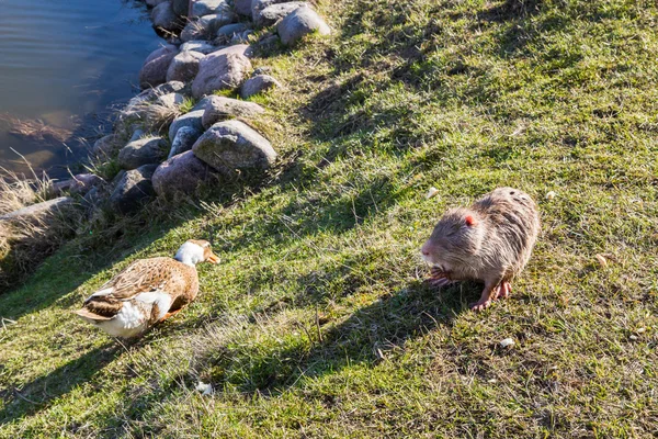 Nutria med ankor på en gård nära dammen — Stockfoto