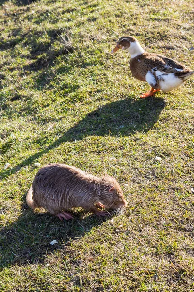 Nutria with ducks on a farm near the pond — Stock Photo, Image