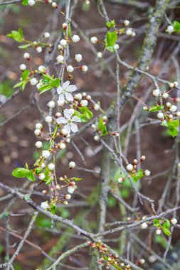 Bahar çiçek açan kuş kiraz ağacı