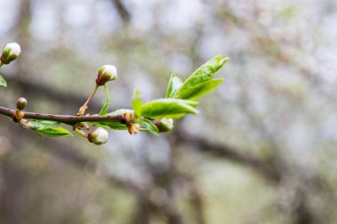 Bahar çiçek açan kuş kiraz ağacı