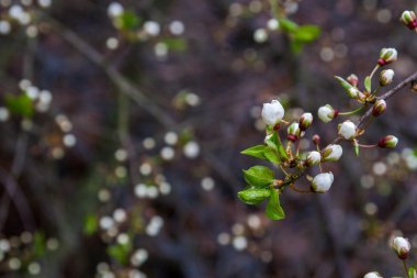 Bahar çiçek açan kuş kiraz ağacı