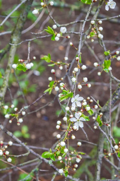 Bahar çiçek açan kuş kiraz ağacı — Stok fotoğraf